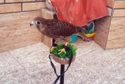 فروشنده مجازی پرنده شکاری در قم دستگیر شد 